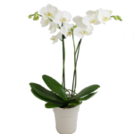 Phalaenopsis Elegant Orchid