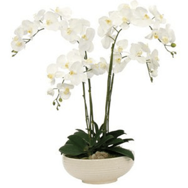 Phalaenopsis Elegant Orchid 4 stems