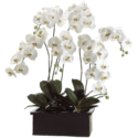 Phalaenopsis Elegant Orchid 6 stems