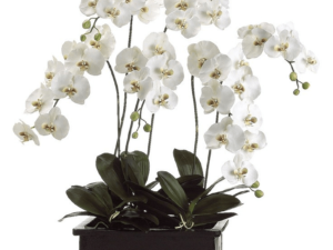 Phalaenopsis Elegant Orchid 6 stems