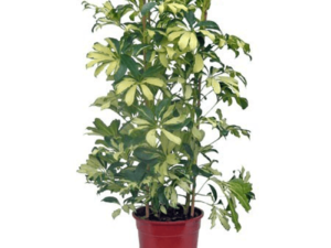 Schefflera House Plant