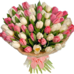 Pink and White Blush Tulips