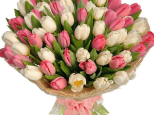 Pink and White Blush Tulips