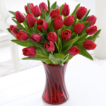 Dazzling Red Tulips